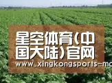 种植基地五(图1)