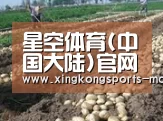种植基地七(图1)